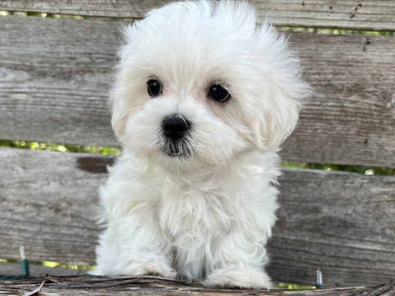 Baxter – Maltese - Maltese puppy for sale near Cedar Park TX for Austin area families looking for available puppies