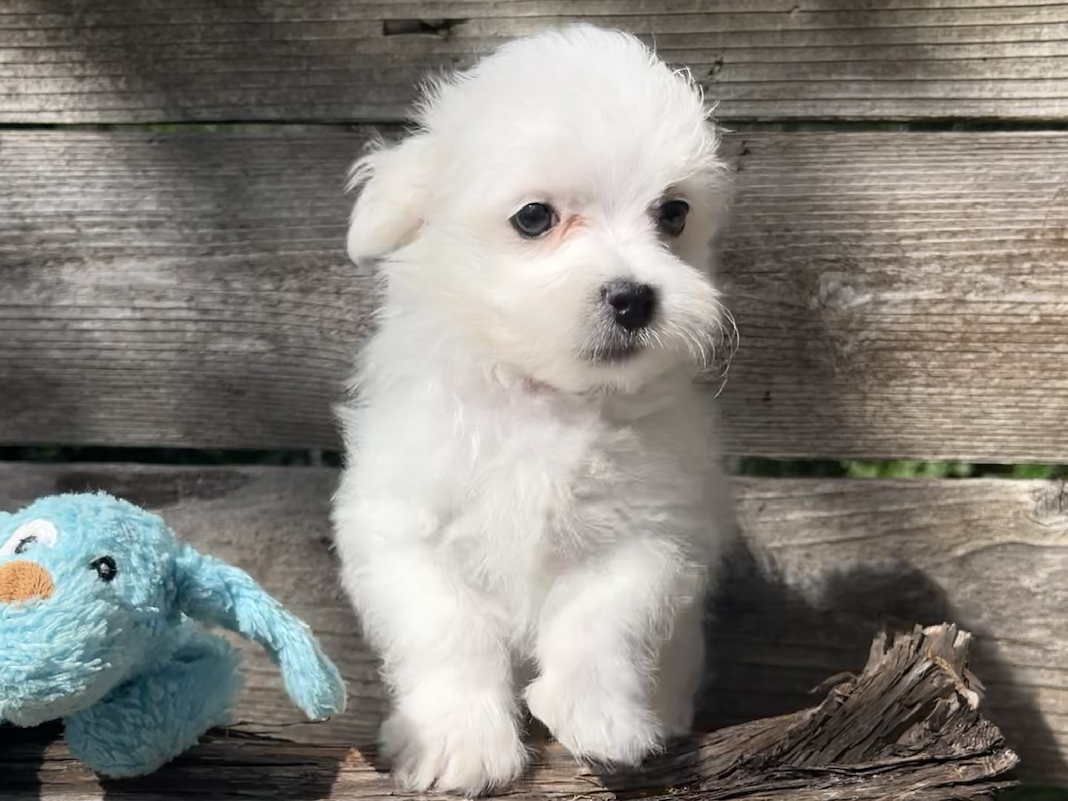 Bugsy  – Maltese