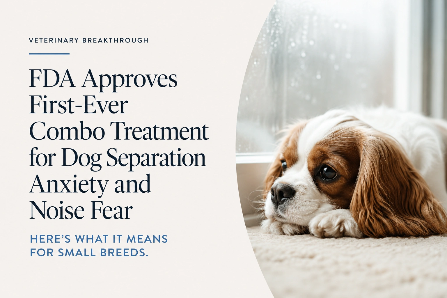 FDA Approves First-Ever Combo Treatment for Dog Separation Anxiety and Noise Fear — Here’s What It Means for Small Breeds