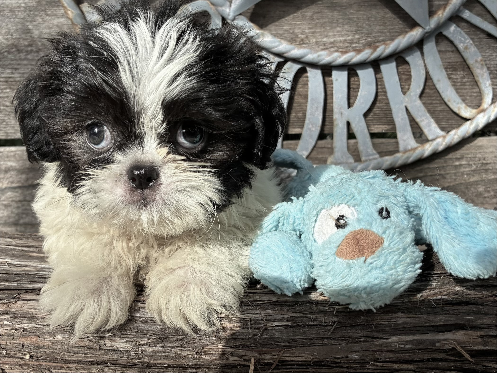 Bandit – Shih Tzu
