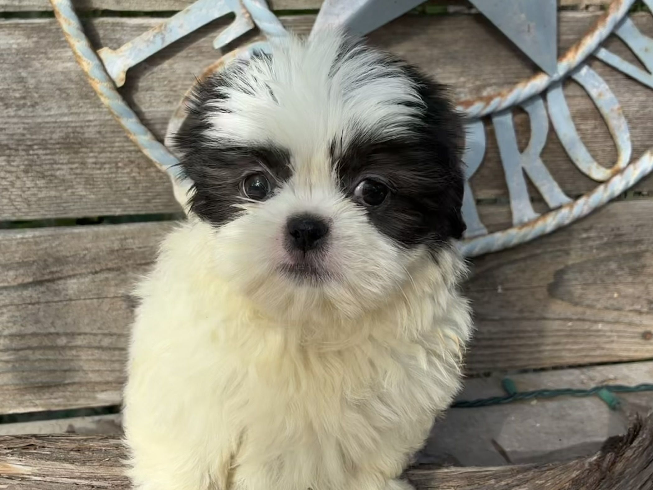 Sassy – Shih Tzu