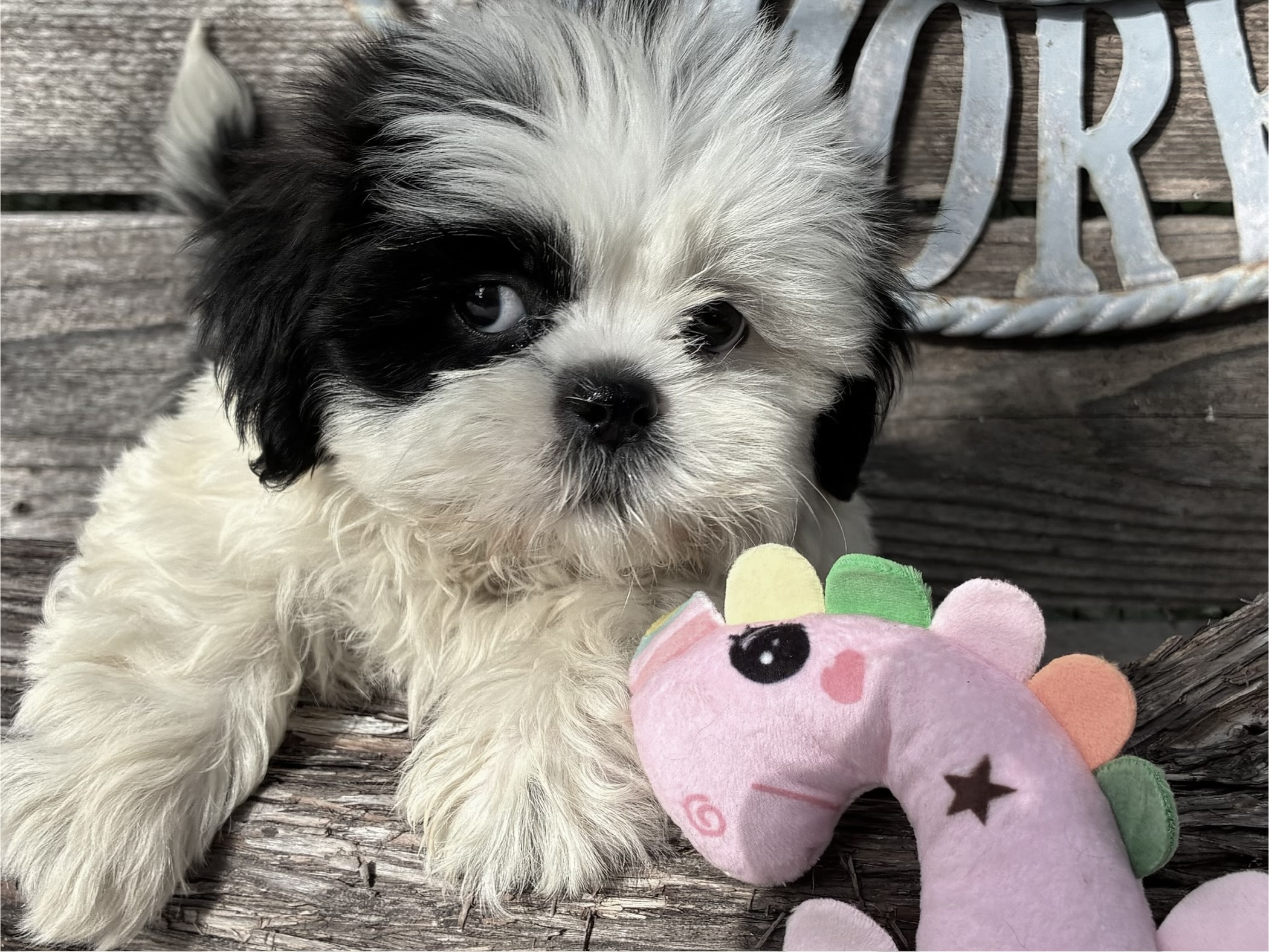 Patches – Shih Tzu
