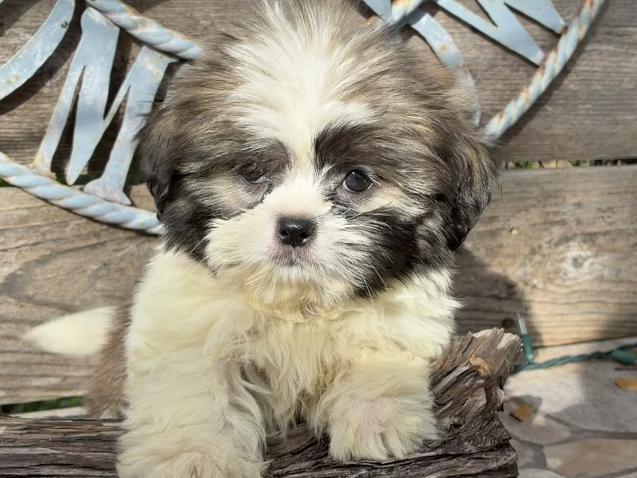 Co Co – Shih Tzu
