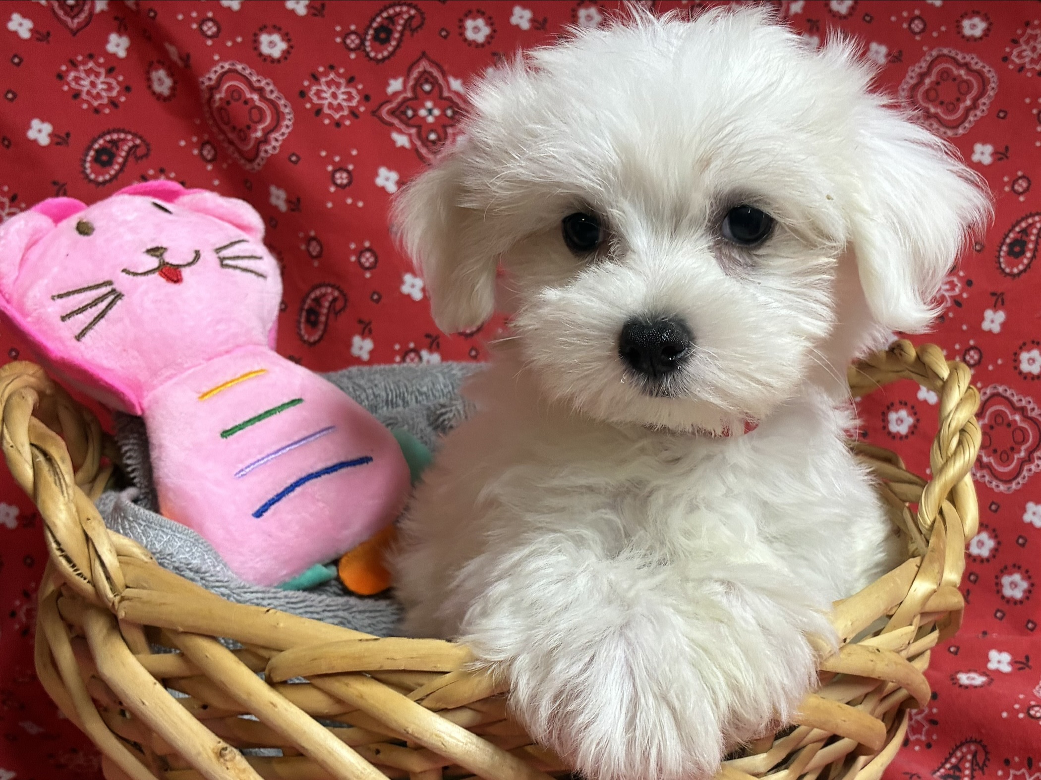 White Maltese puppy for sale in Austin, TX, raised at home by Prettiest Puppies