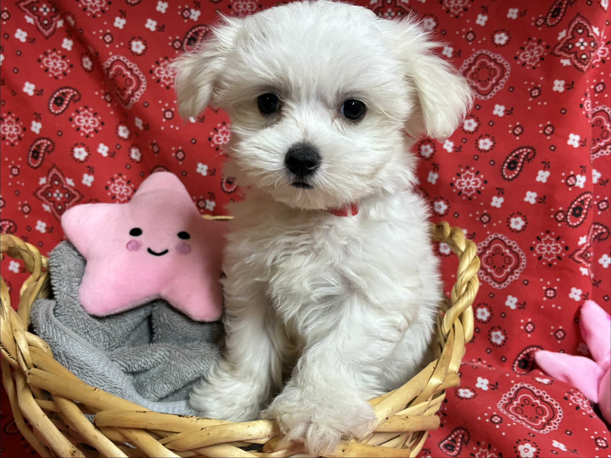 Home-raised Maltese puppy from Prettiest Puppies, serving the Austin and Central Texas area