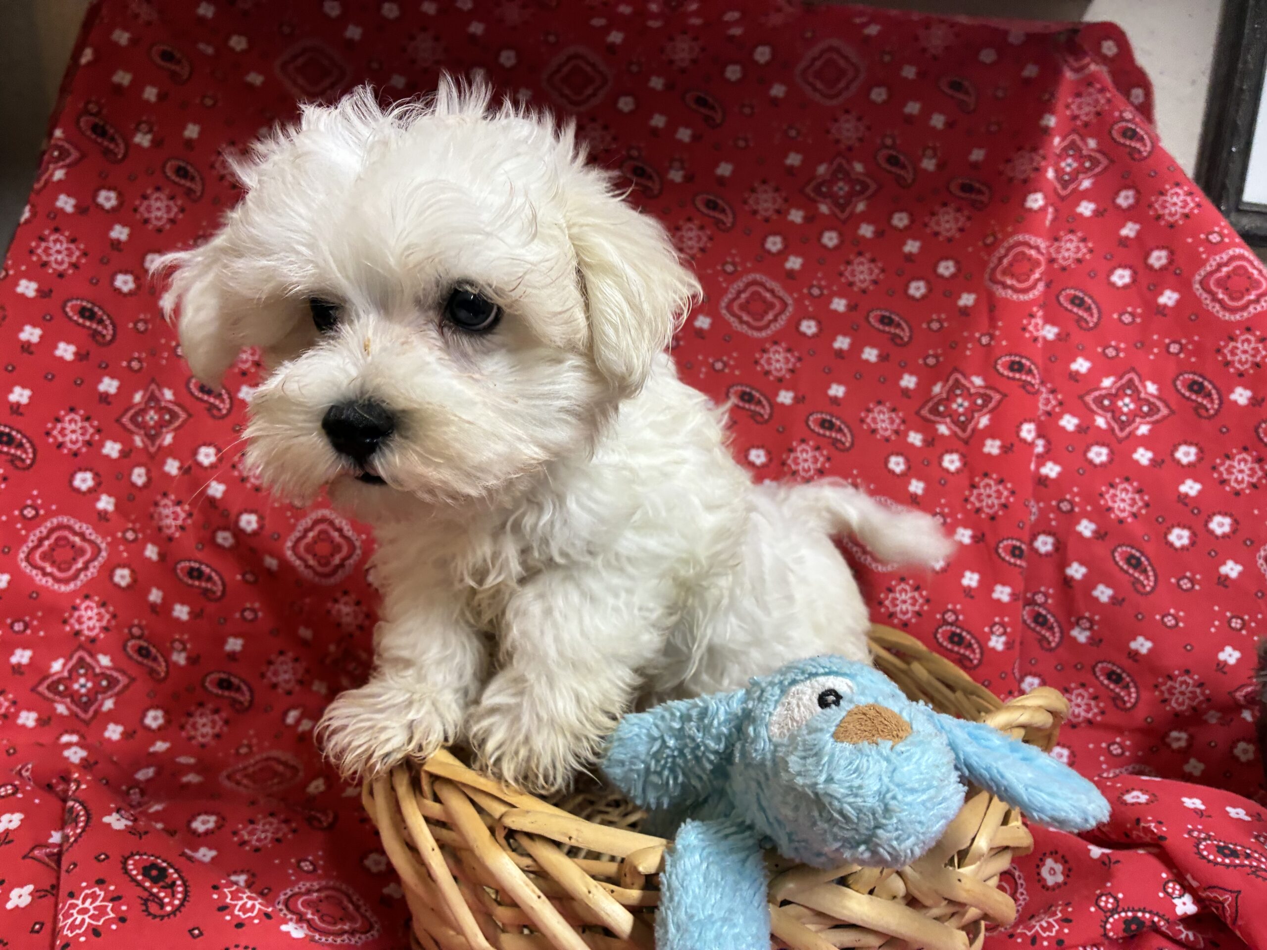 Doogie – Maltese