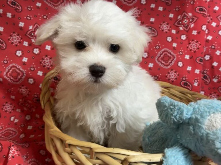 Ziggy – Maltese - Maltese puppy for sale near Round Rock TX for Austin area families looking for available puppies