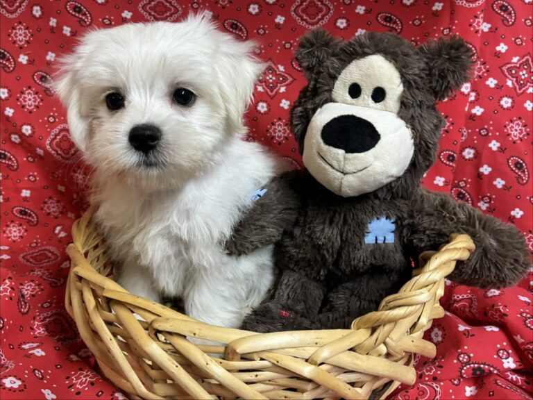 Toby – Maltese - Maltese puppy for sale near Round Rock TX for Austin area families looking for available puppies