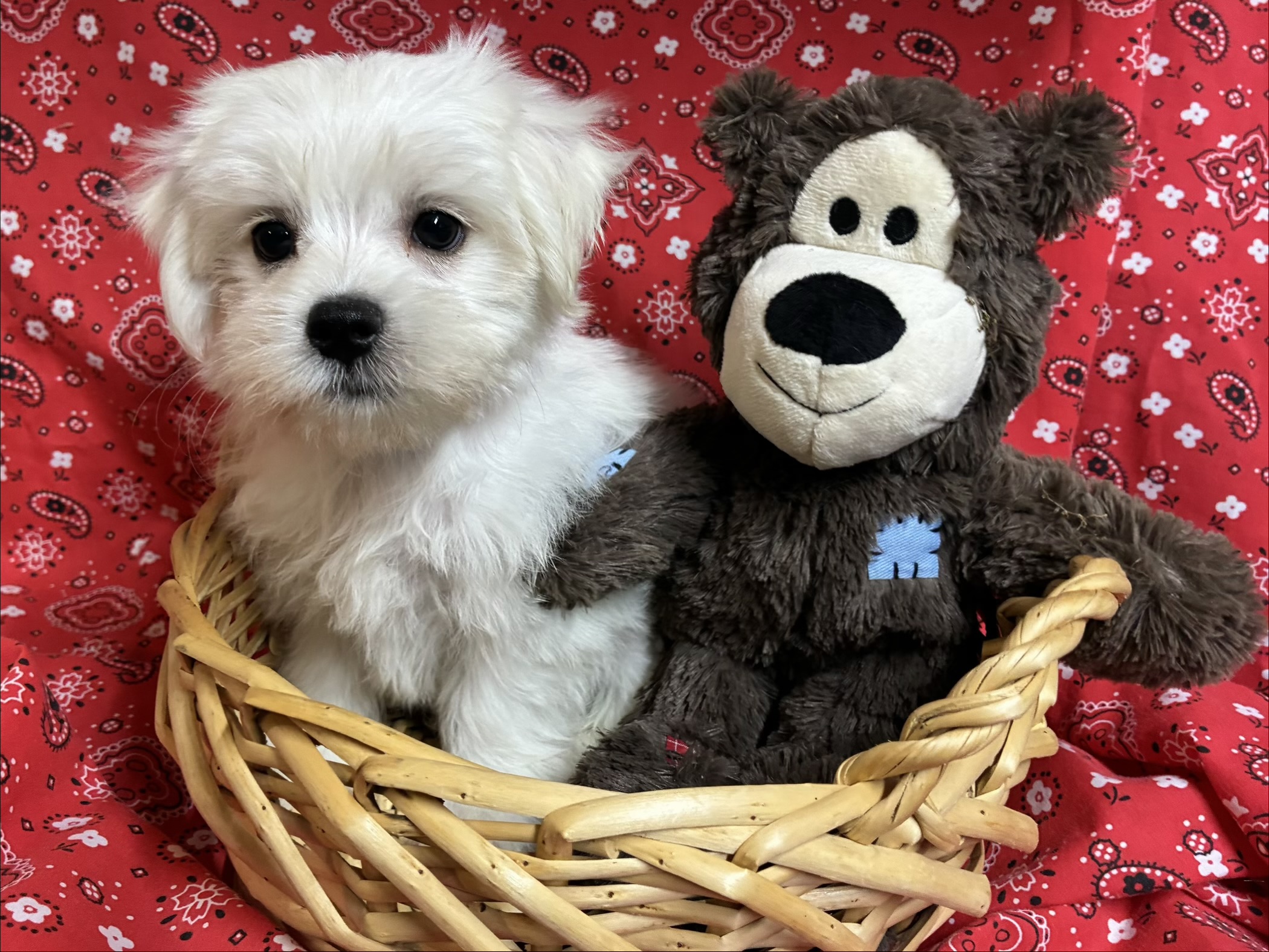 Toby – Maltese