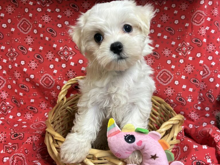 Lucy – Maltese - Maltese puppy for sale near Round Rock TX for Austin area families looking for available puppies