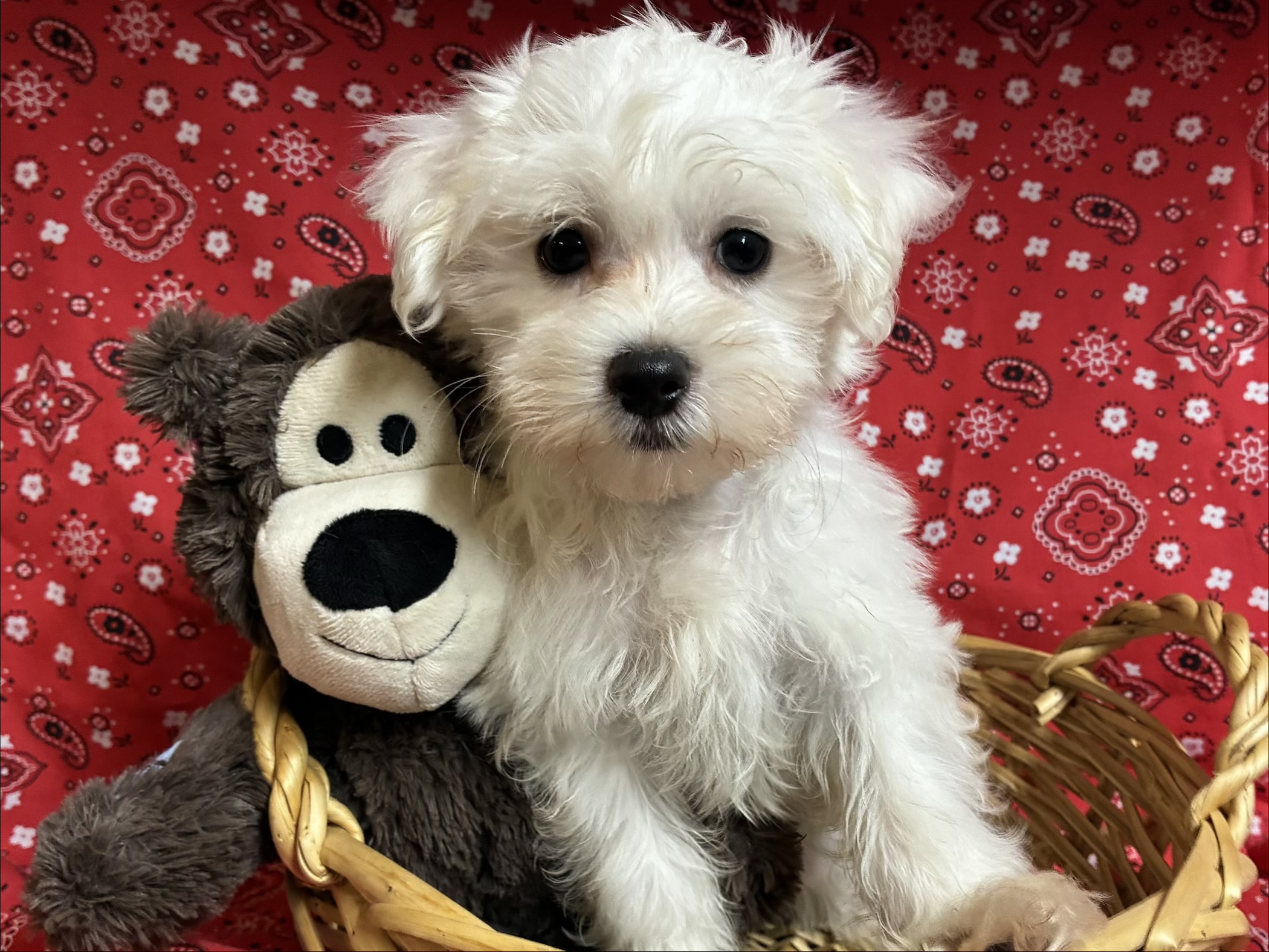 Finn – Maltese
