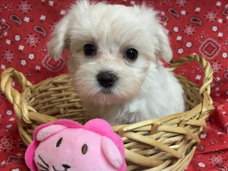 Sugar – Maltese - Maltese puppy for sale near Round Rock TX for Austin area families looking for available puppies
