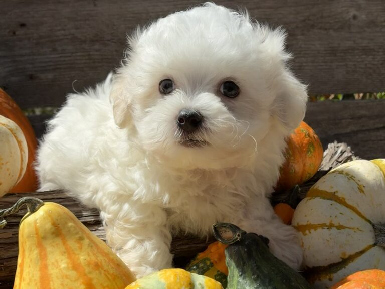 Truffles – Maltese - Maltese puppy for sale near Jonestown TX for Austin area families looking for available puppies