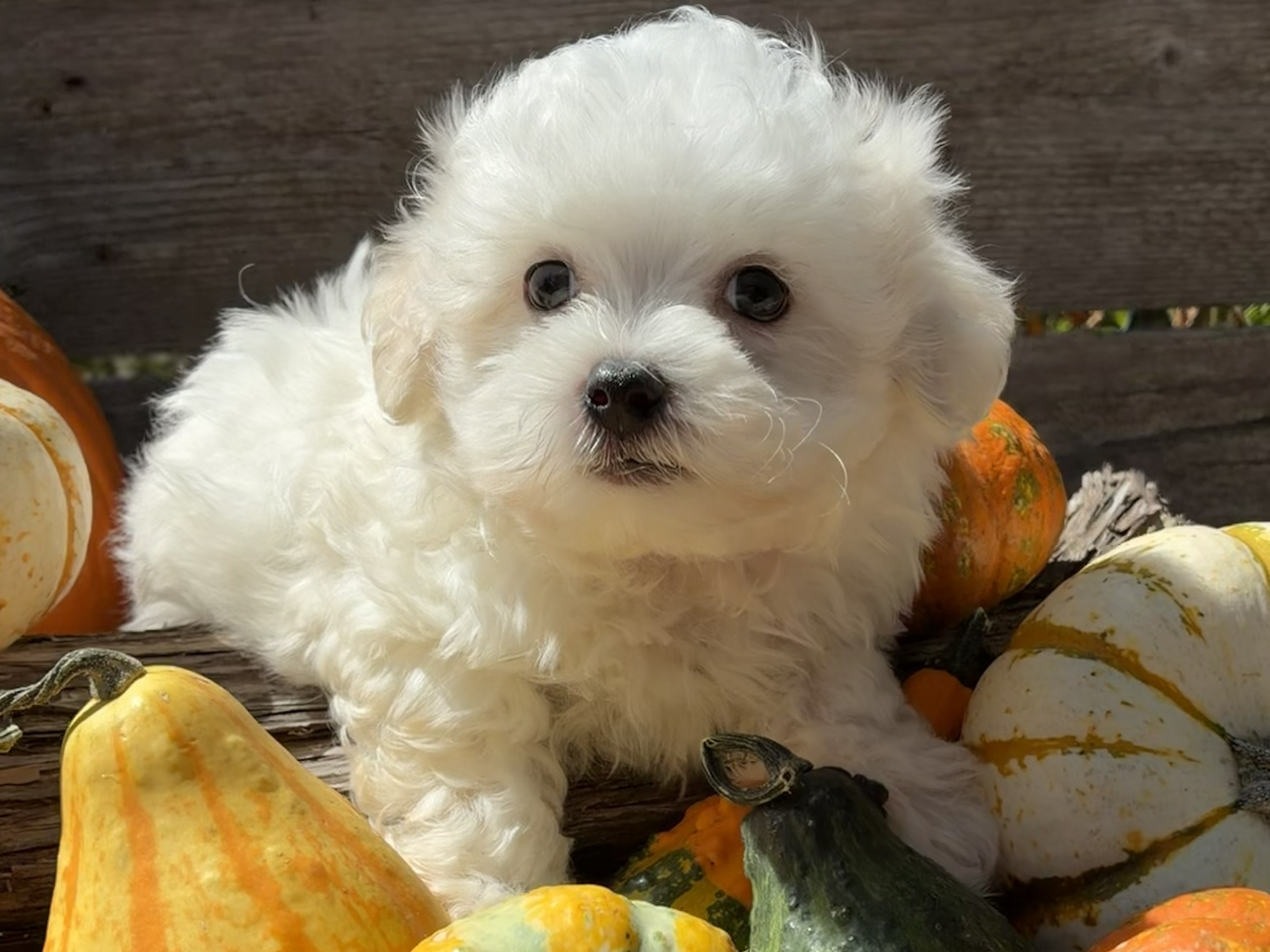 Maltese puppy for sale in Austin, TX - Truffles – Maltese