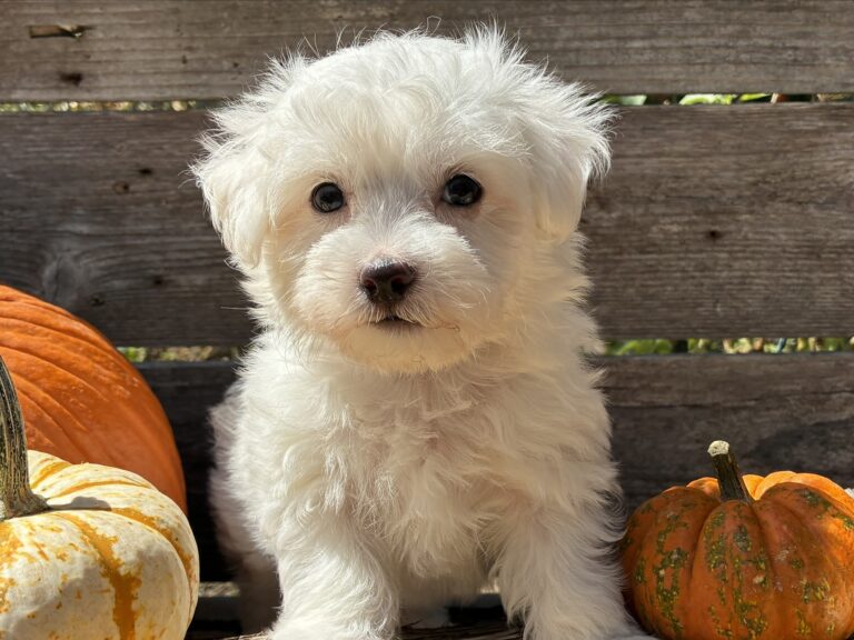 Snickers – Maltese - Maltese puppy for sale near Jonestown TX for Austin area families looking for available puppies