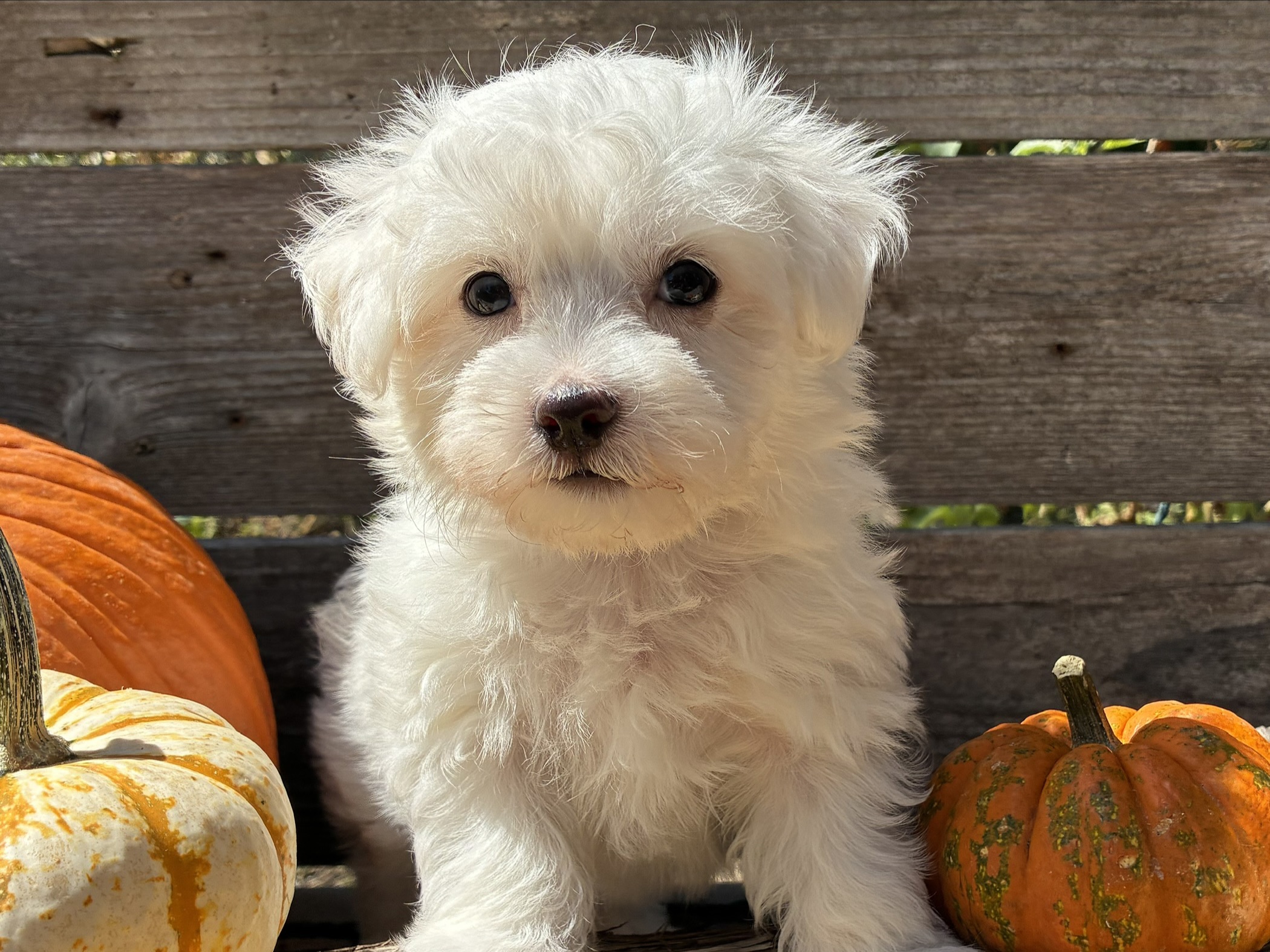 Maltese puppy for sale in Austin, TX - Snickers – Maltese