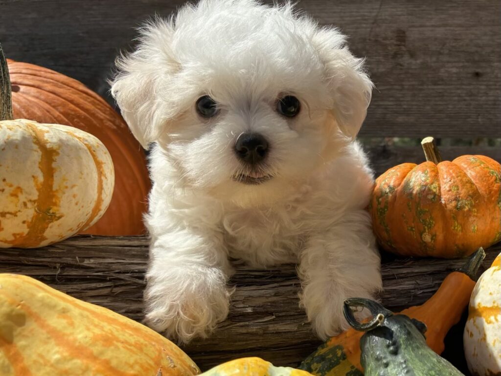 Maltese puppy for sale in Austin, TX - Tootsie – Maltese