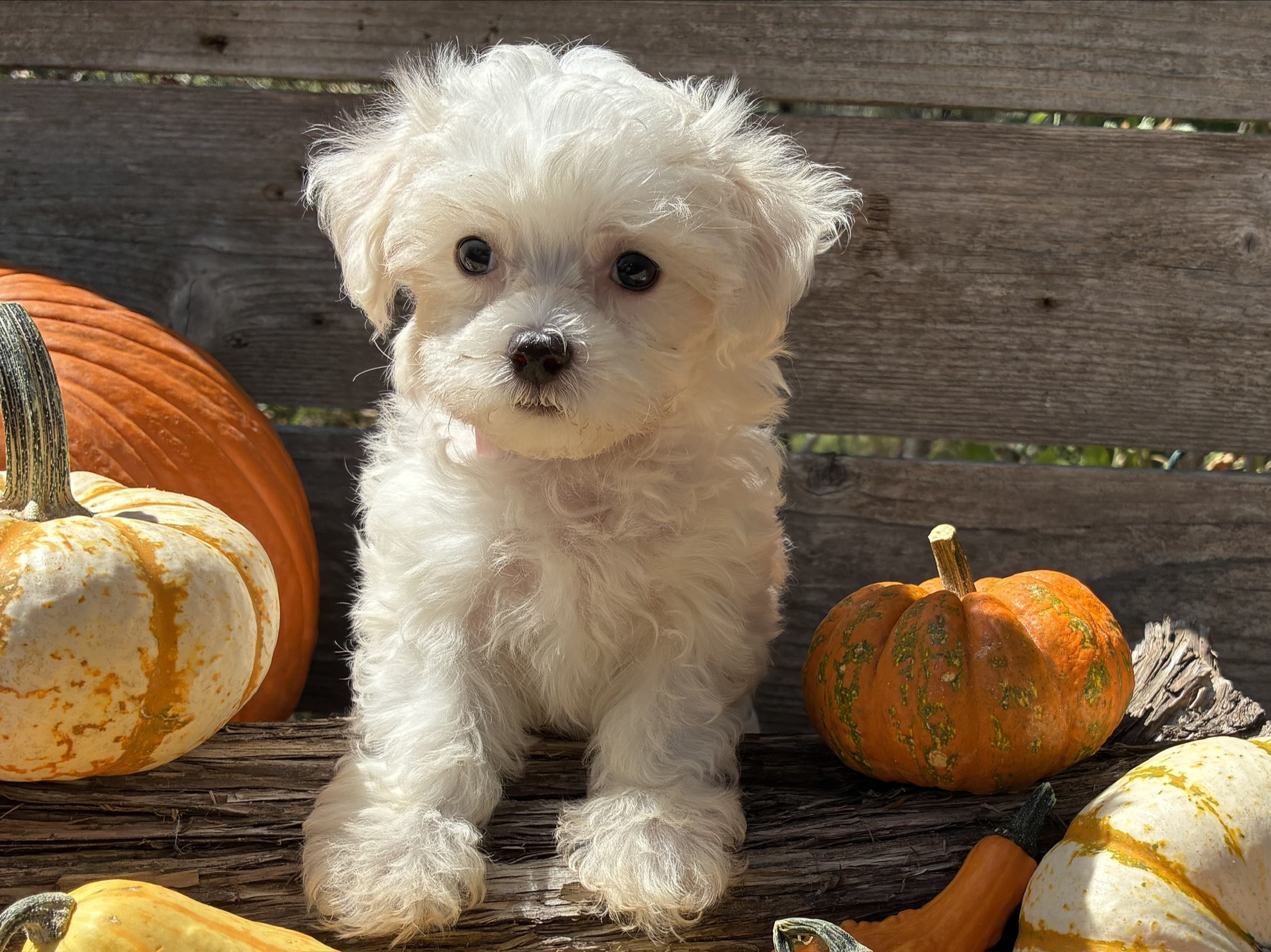 Maltese puppy for sale in Austin, TX - Taffy – Maltese