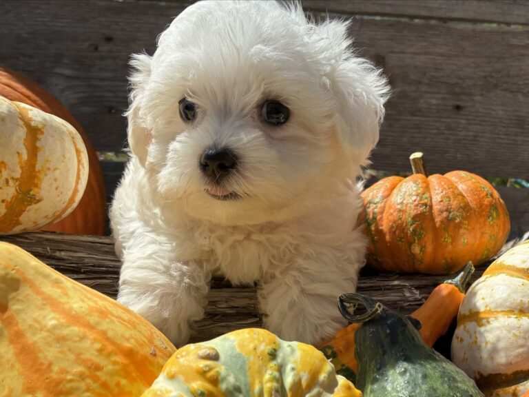 Skittles – Maltese - Maltese puppy for sale near Jonestown TX for Austin area families looking for available puppies