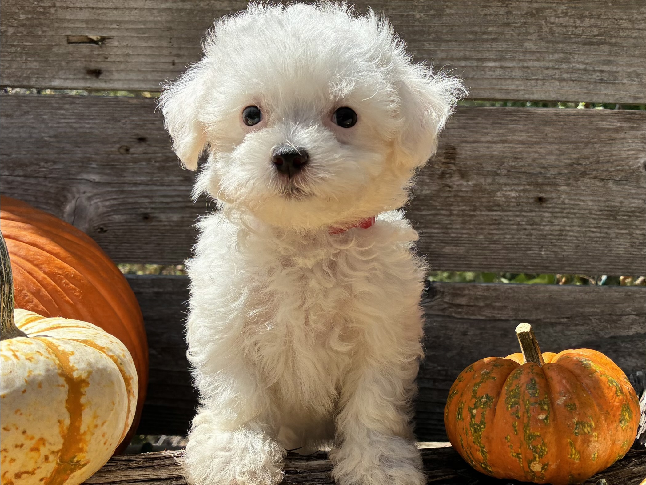 Maltese puppy for sale in Austin, TX - Kit Kat – Maltese