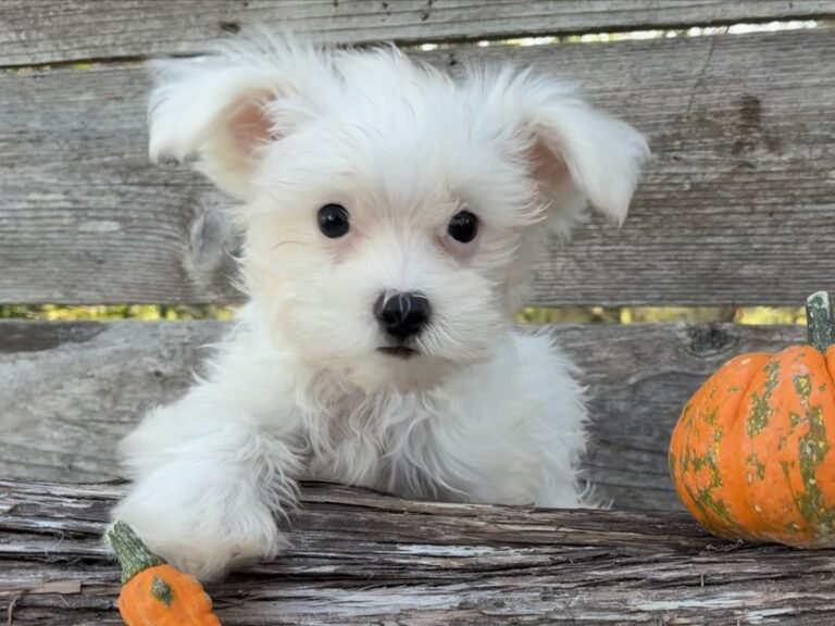 Maltese puppy for sale in Austin, TX - Casper – Maltese