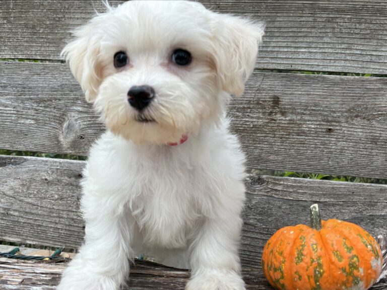 Maltese puppy for sale in Austin, TX - Saffron – Maltese