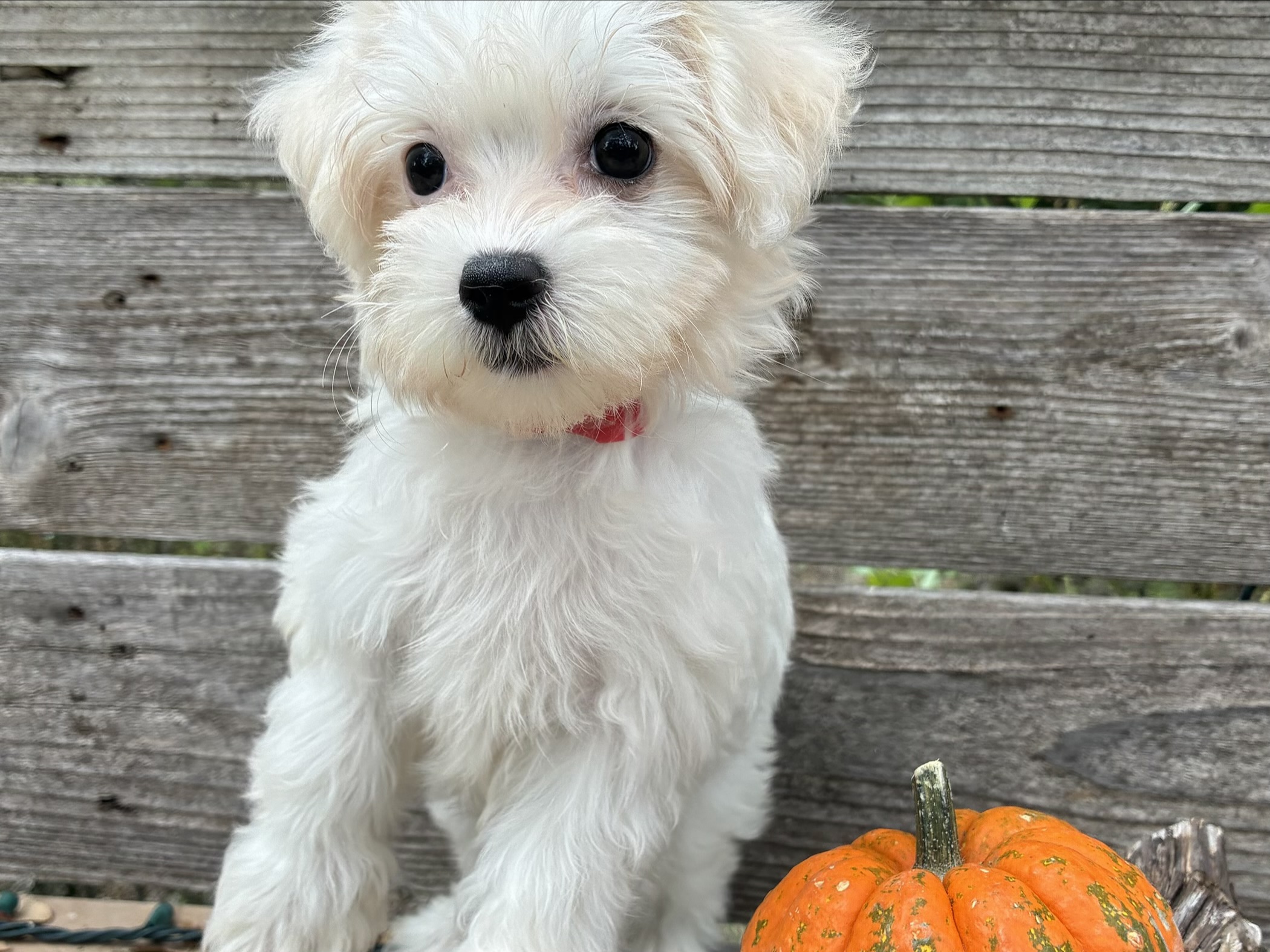 Maltese puppy for sale in Austin, TX - Autumn – Maltese