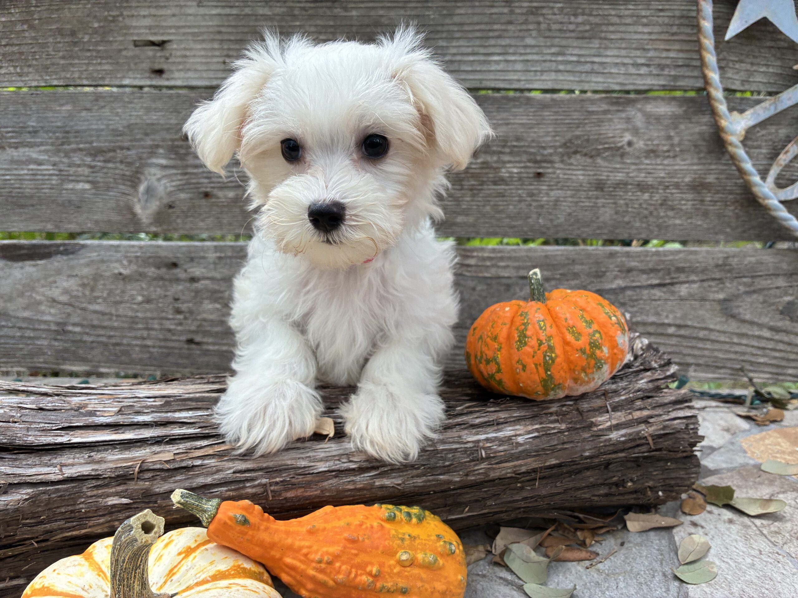 Maltese puppy for sale in Austin, TX - Wednesday – Maltese