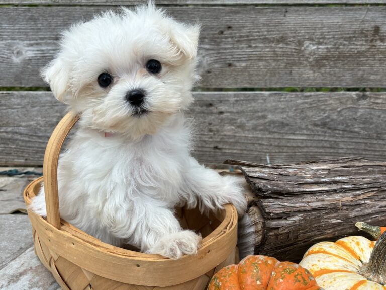 Maltese puppy for sale in Austin, TX - Sabrina – Maltese