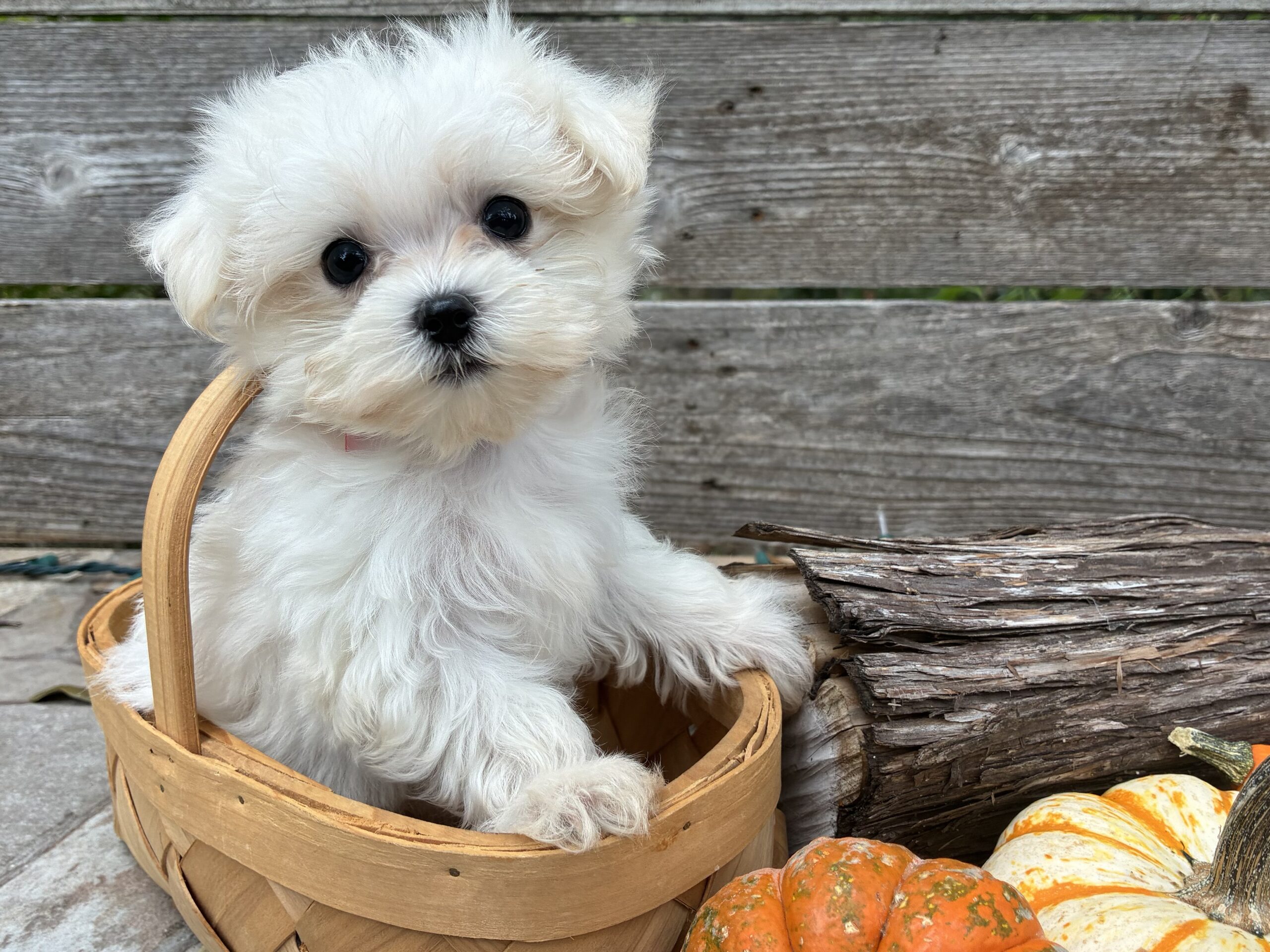 Maltese puppy for sale in Austin, TX - Sabrina – Maltese