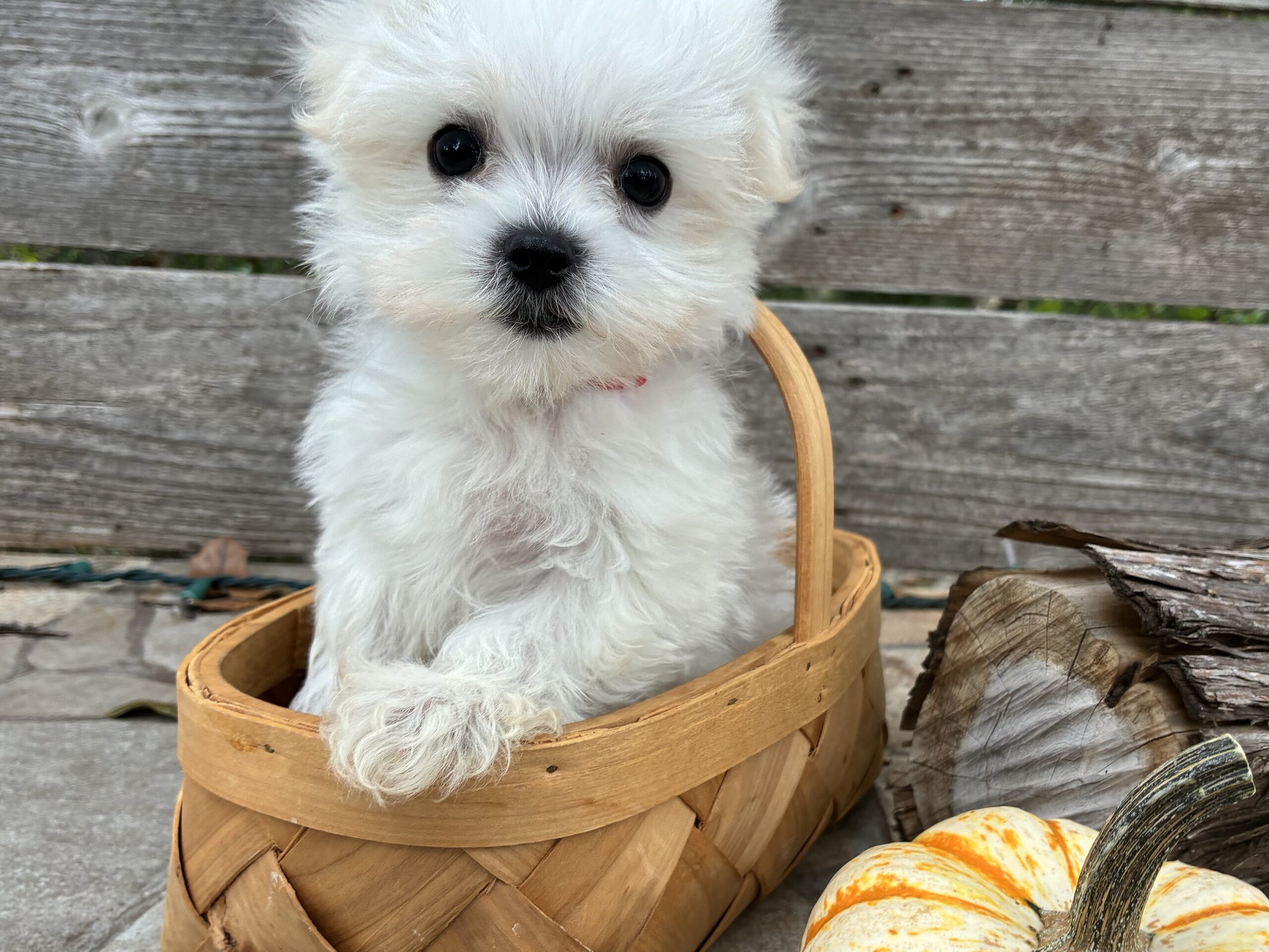 Maltese puppy for sale in Austin, TX - Buffy – Maltese