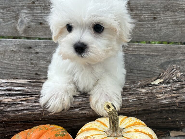 Maltese puppy for sale in Austin, TX - Ghosty – Maltese