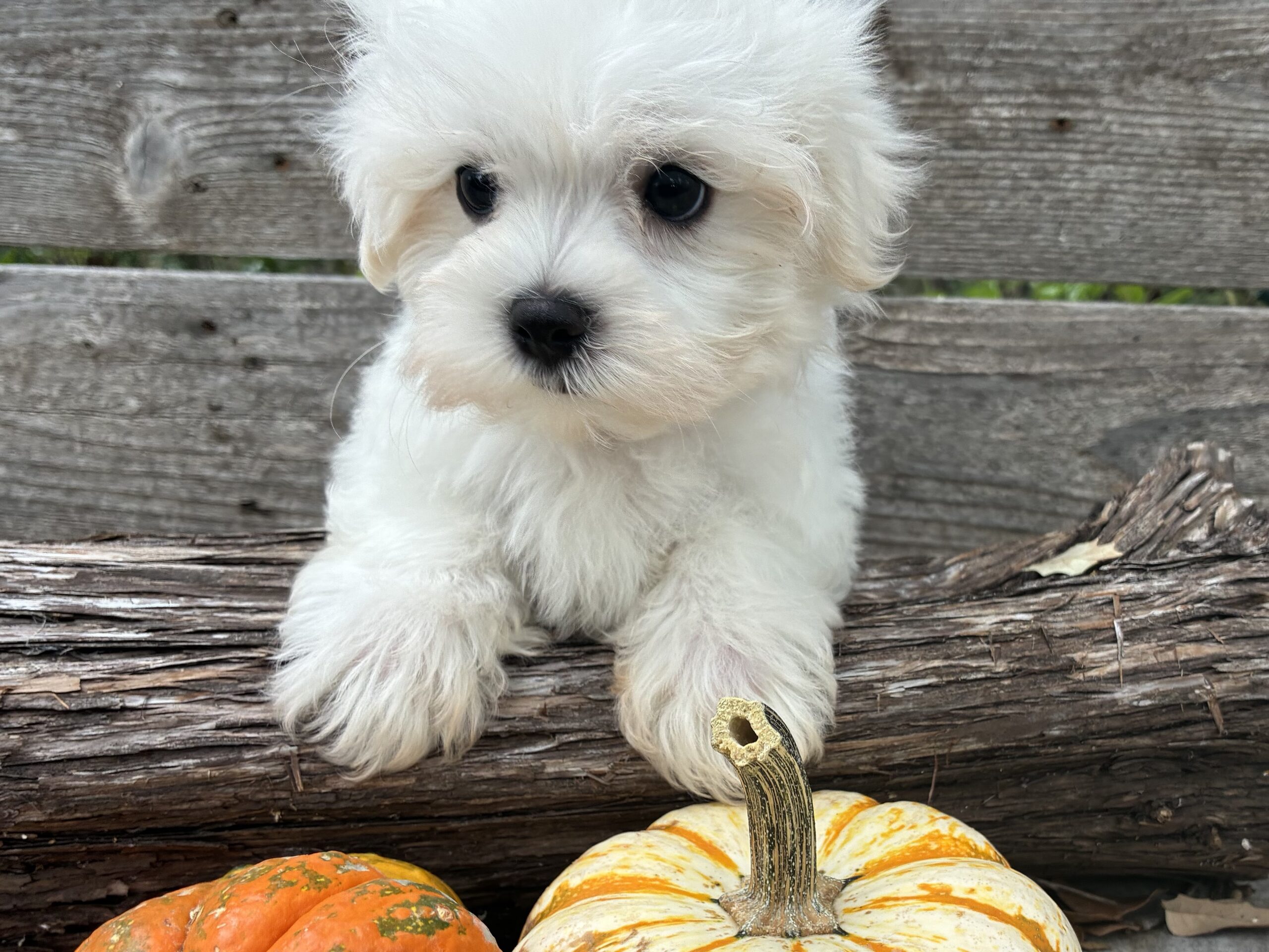 Maltese puppy for sale in Austin, TX - Ghosty – Maltese